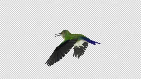Sunangel Hummingbird - Flying Loop - Back Angle CU - Alpha Channel