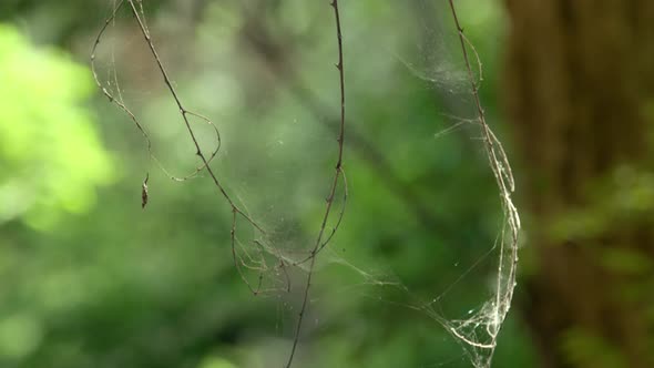 Spider web with dead spider in spider web - macro close up