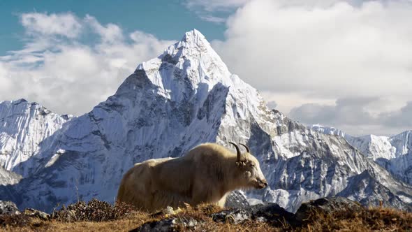 White Yak in the Nepalese Himalayas. Snow-covered Ama Dablam Mountain on the Background, Nepal alt