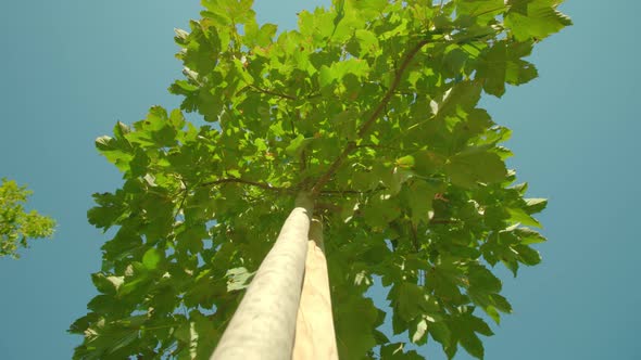High Trees with Wide Green Crowns Tied to Grow Together alt