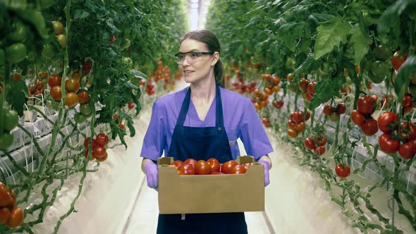 A Worker Walks in Greenhouse Holding a Box with Ripe Tomatoes alt