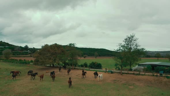 Horse farm and landscape