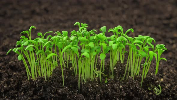 Growing Plants Sprouts Germination Newborn Cress Salad Plant in Greenhouse Agriculture in Rapid