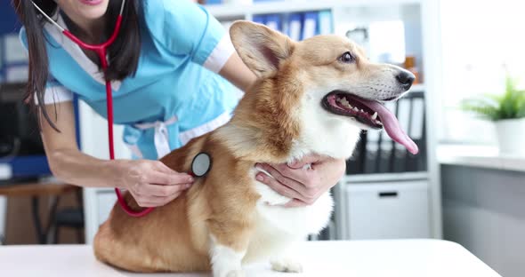 Veterinarian Stethoscope Listens to Dog Heartbeat in Veterinary Clinic alt