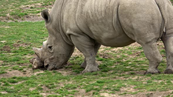 Southern white rhinoceros (Ceratotherium simum simum). Critically endangered animal species.