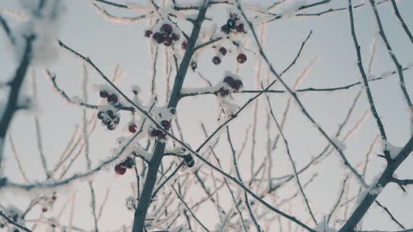 Paradise Apples on Twigs Covered with Snow Under Clear Sky alt