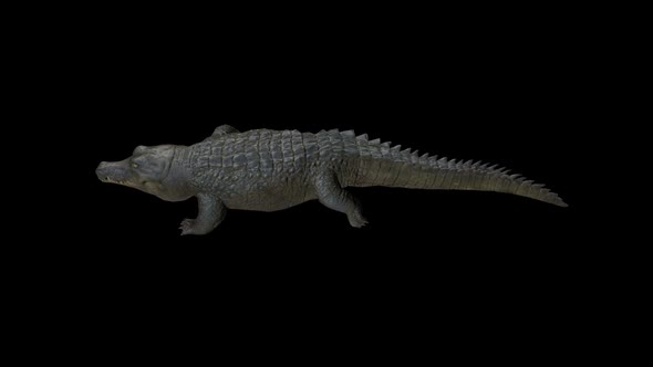 Crocodile Walk Side alt