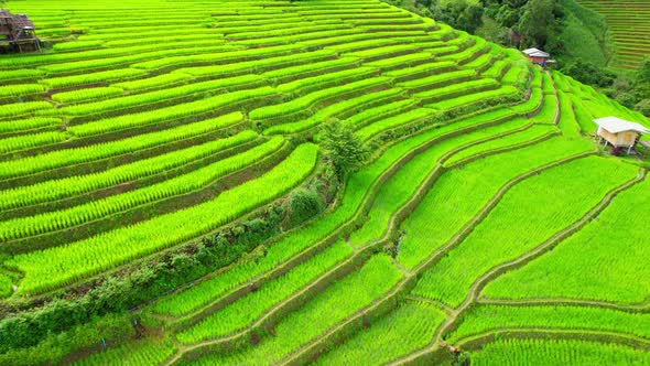 An aerial view over the beautiful rice terraces alt