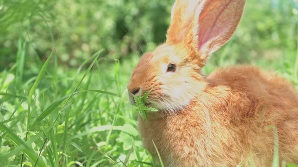 Closeup Portrait of Cute Adorable Red Fluffy Whiskered Bunny Muzzle Sitting on Green Grass Lawn in alt