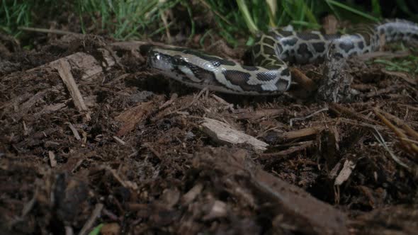 Juvenile burmese python slithering in the grass alt