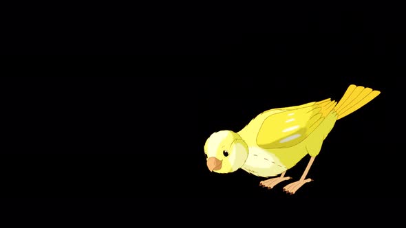Yellow canary flies and pecks alpha matte 4K