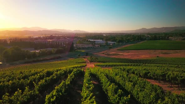 A beautiful drone shot at sunset of a lush green vineyard in the wine country of Napa, California. alt
