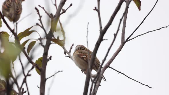 Sparrow Birds Rest On Leafless Branch Of A Plant During Daytime alt