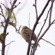 Sparrow Birds Rest On Leafless Branch Of A Plant During Daytime - VideoHive Item for Sale
