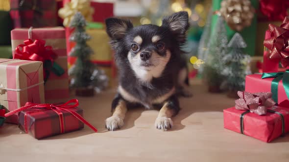 black color fur chihuahua dog smile and joyful with christmas tree decorating