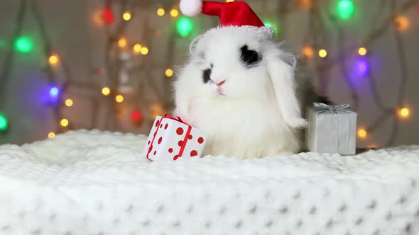 Small black and white rabbit in a New Year's cap. New Year's decorations.