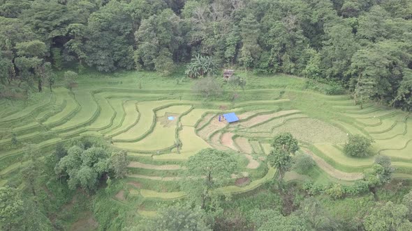 Aerial drone of Rice fields terraces