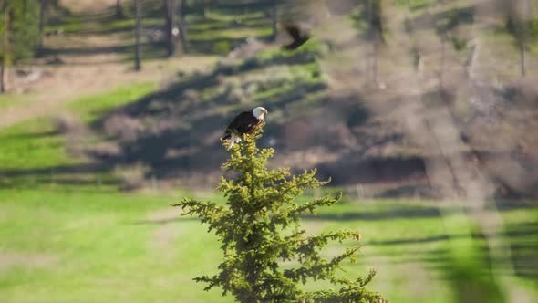 Eagle Bird Symbol of American Democracy is Attacked By Agressive Black Ravens alt