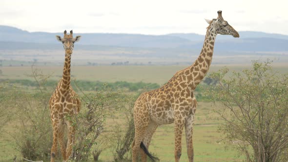Two Maasai giraffes in Africa alt