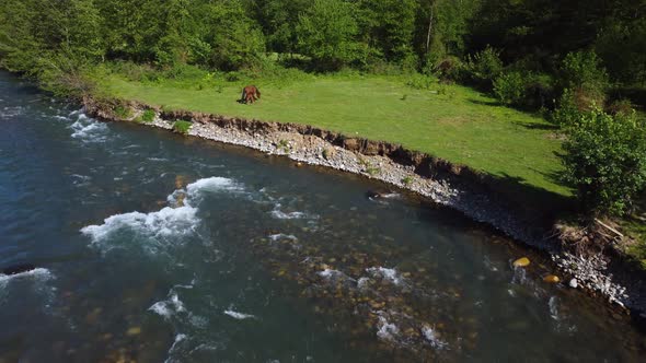 Horses Graze By The River alt