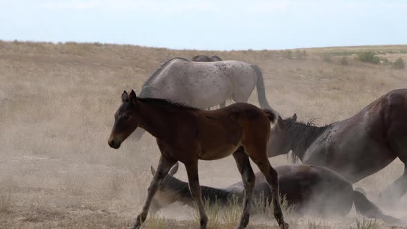 Wild horse rolling in the dirt and shaking off the dust alt