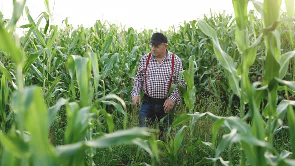 Senior Farmer Checks the Harvest on The Corn Field