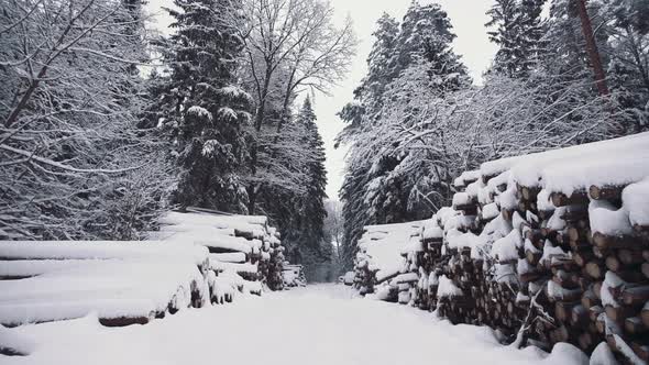 Piled Pine Trees Stacked Logs Covered with Snow in Winter Forest