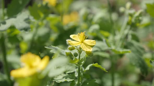 Herbaceous flower greater celandine close-up shallow DOF 1080p FullHD footage - Slow motion yellow p alt
