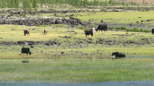 Yak Cattle Crossing the River's Waters in the Central Asian Meadows alt