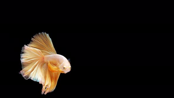 Siamese fighting fish (Betta splendens) alt