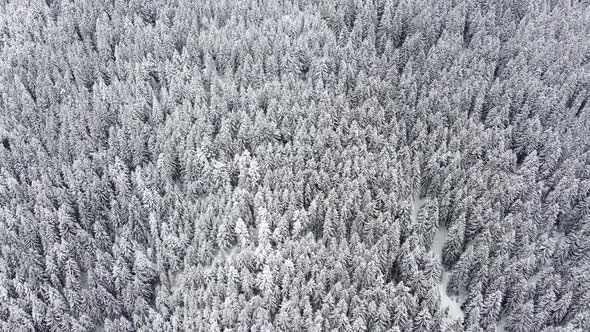 Aerial drone view of beautiful winter scenery with pine trees covered with snow