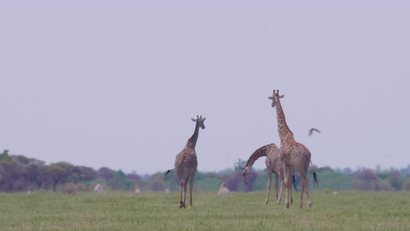 Giraffes walking on the grass field in Nxai Pan, Botswana - Nature Concept - Wide Shot alt