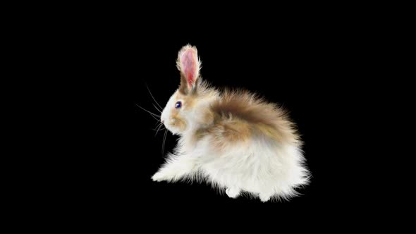 71 Rabbit Standing Sprint Forward HD alt