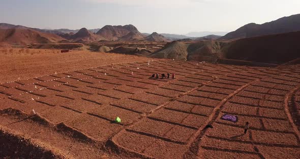 Local people who harvest saffron and picking crocus flower in bags on farm field land in Iran with l alt