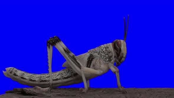 Locusts insect