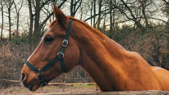 Side View Of Reddish-brown Horse With Bridle In Paddock. - close up alt