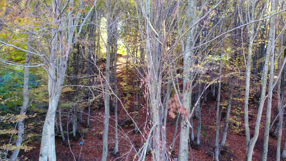 Dry Branches and Leaves in Natural Autumn Forest