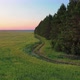 Forest Road in Sunset - VideoHive Item for Sale