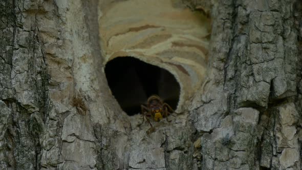 Hornet Fly In Out Nest Slow Motion