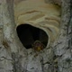 Hornet Fly In Out Nest Slow Motion - VideoHive Item for Sale