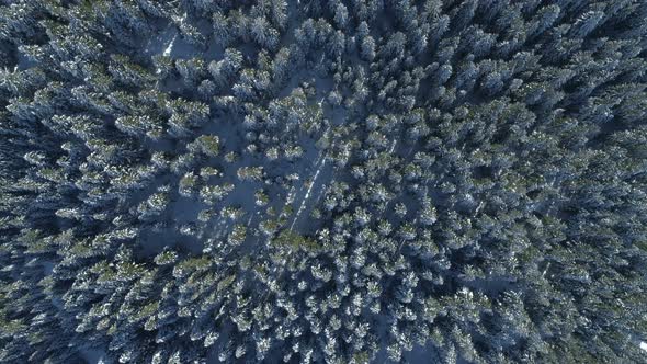 Aerial View of the Snow-covered Spruce Forest