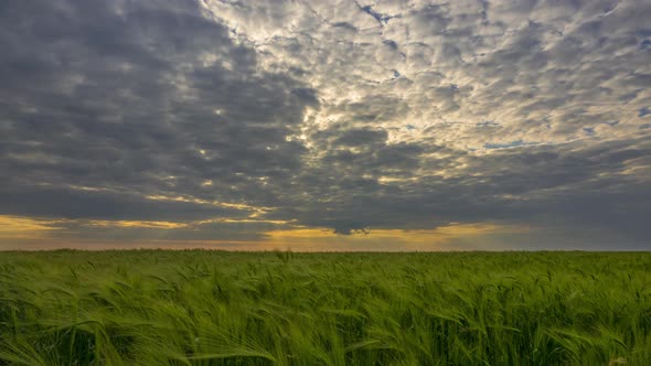 Dramatic Sky Over Green Wheat Field