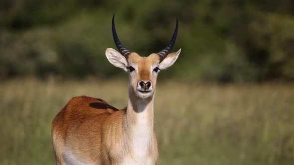 Portrait of a Red Lechwe Antelope alt