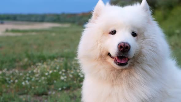The dog sits on the shore of the sand near the ocean and the wind develops its fur. alt