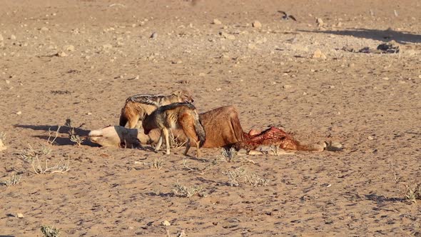 Two alert Black Backed Jackals scavenge an Eland carcass in Kalahari alt