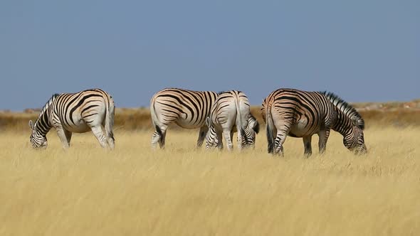 Grazing Plains Zebras - Etosha National Park alt