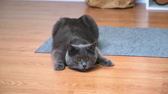 The Grey Cat Chartreuse Watches and Jumps After a Toy Mouse on a Stick with a Rope