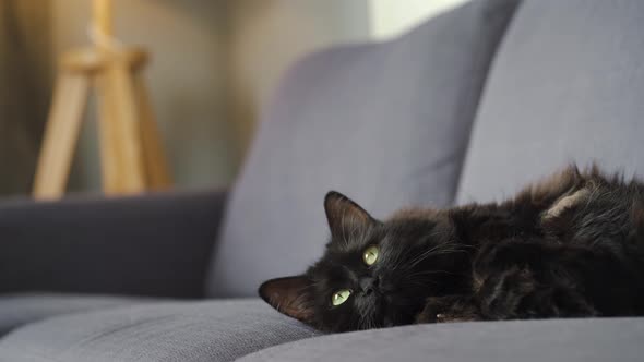Lovely Black Fluffy Cat with Green Eyes Lies on the Couch and Watches the Object Behind the Scenes alt