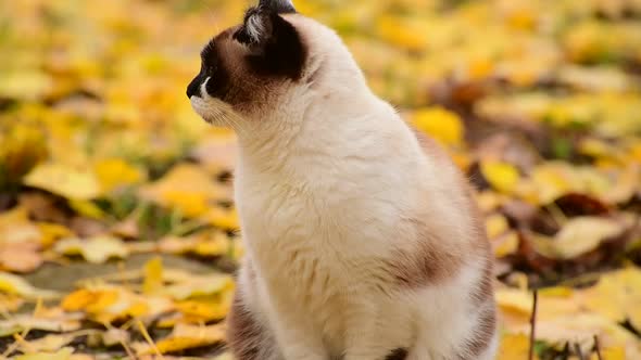 The Motley Siamese Cat Sniffing the Autumn Air