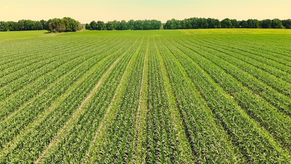 Aerial View of Corn Field in Clear Summer Day. Farmer's Field of Young Hybrid Corn, Sowing Scheme 3 alt